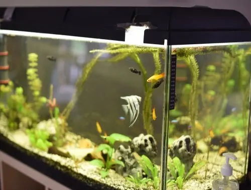 Fische im Aquarium von Haus Anna
